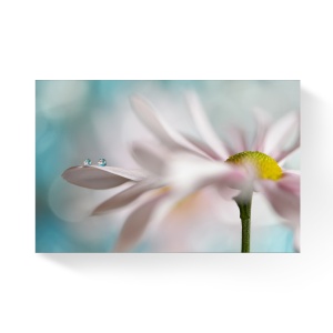 Tablou Canvas - Floare, Flori, Macro, 80 x 120 cm