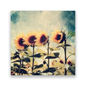 Tablou Canvas - Floarea-Soarelui, Camp, 60 x 60 cm