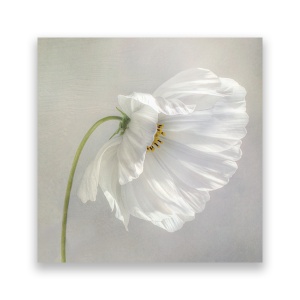 Tablou Canvas - Floral, Flori de maci, Pictura, Alb, 60 x 60 cm
