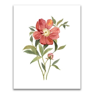 Tablou Canvas - Flori, Floare, Bujor, Primavara, Rosu, 60 x 75 cm