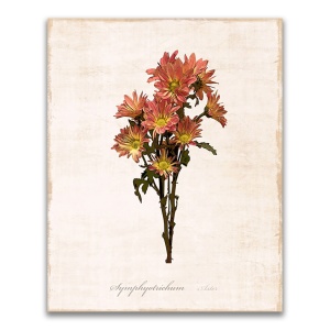 Tablou Canvas - Flori, Floare, Crizanteme, Primavara, Portocaliu, 60 x 75 cm