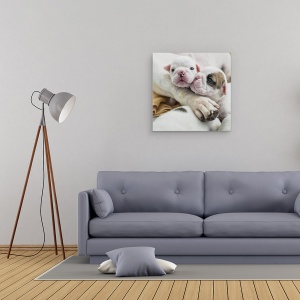 Tablou canvas - Frati, Catelus, Dragut, Tanar, Copil, 90 x 90 cm - Img 2