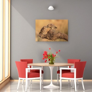 Tablou canvas - Frati Pentru Totdeauna, Bufnita, Prieteni, Prietenie, Bufnite, Pasare, 40 x 60 cm - Img 4