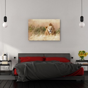 Tablou canvas - Frumusete, Nature, Leu, Serengeti, Savana, 80 x 120 cm - Img 3