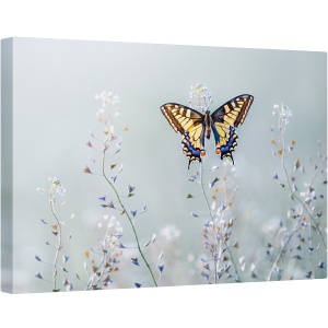 Tablou canvas - Frumusetea Randunicii, Fluture, Lunca, Floare, Aripi, 60 x 90 cm