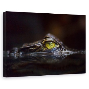 Tablou canvas - Hypnotic, Natura, Animal, Salbatic, Caiman, 60 x 90 cm