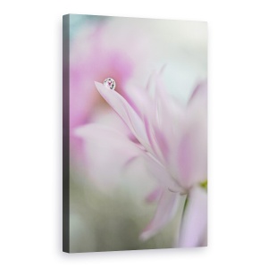 Tablou canvas - Incantare Roz, Macro, Floare, Licitatie, Tandrete, Roz, 40 x 60 cm