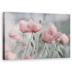 Tablou Canvas - Incet, Floare, Vara, Romantic, Gradina, Roz, Mac, 50 x 80 cm