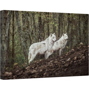 Tablou canvas - Intalnire Cu Lupii Albi, Lupi, Animale, Lup, Padure, Salbatic, Alb, 40 x 60 cm