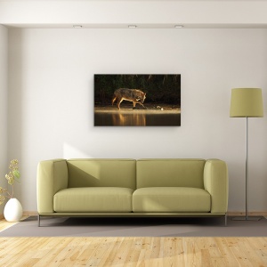Tablou canvas - Joc de Dimineata, Natura, Animal, Salbatic, Fauna, sacal, Lup, 50 x 80 cm - Img 2