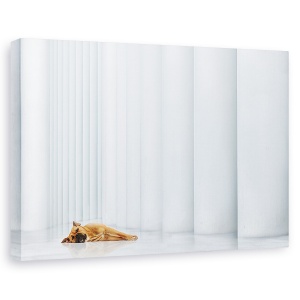 Tablou canvas - Jos, Caine, Filarmonie, Pet, Caini, Luxemburg, 60 x 90 cm