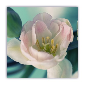 Tablou Canvas - Lalea, Floare, Alb-Roz, 60 x 60 cm