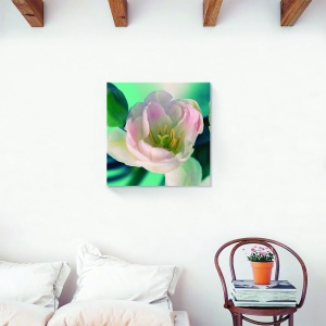 Tablou decorativ canvas lalea alb-roz 60x60 cm