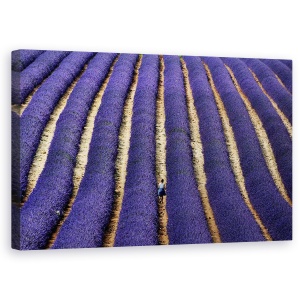Tablou Canvas - Lavanda, Abstract, Albastru, Franta, Provence, 50 x 80 cm