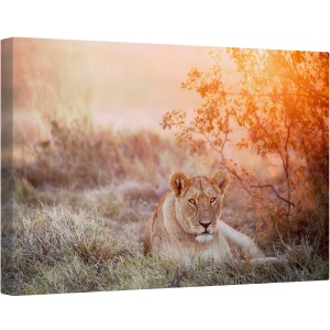 Tablou canvas - Leoaica in Apus de Soare , Fauna, Salbatic, Natura, Animal, Leu, 40 x 60 cm