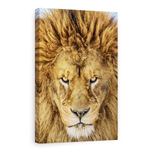 Tablou Canvas - Leul Serios, Leu, Natura Salbatica, Animal, Pisica, Par, 80 x 120 cm