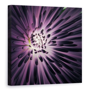 Tablou Canvas - Lumina In Interiorul, Violet, Floare, 60 x 60 cm