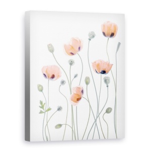 Tablou canvas - Maci, Papaver, Vara, Gradina, Plante, 75 x 100 cm