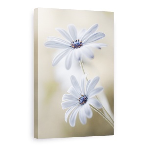 Tablou Canvas - Margarete De Pelerina, Flori, Bokeh, Macro, Delicat, Alb, 60 x 90 cm