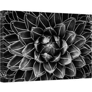 Tablou canvas - Matematica Naturala, Inchis, Detaliu, Simetrie, Botanic, Macro, Abstract, 60 x 90 cm