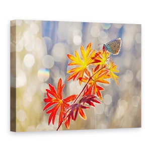 Tablou Canvas - Momente Septembrie, Fluture, Insecta, Rosu, Toamna, 75 x 100 cm