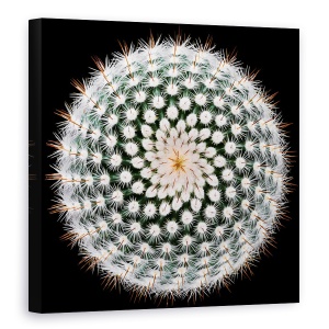 Tablou Canvas - Notocactus Scopa, Cactus, Spines, Abstract, Radial, 60 x 60 cm