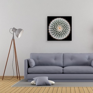Tablou Canvas - Notocactus Scopa, Cactus, Spines, Abstract, Radial, 60 x 60 cm - Img 2