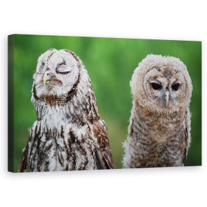 Tablou canvas - Nu Mai Vorbesc Cu Tine, Rosiatic, Bufnita, Pasare, Umor, Vila, 50 x 80 cm