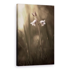 Tablou canvas - O Floare Mica Pe Pamant, Floare, Iarba, Sol, 40 x 60 cm