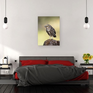 Tablou canvas - O Gustare De Seara, Natura, Salbatic, Animale, Pasari, 50 x 70 cm - Img 3