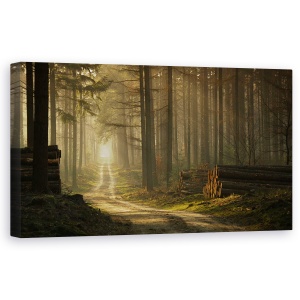 Tablou canvas - O Plimbare In Padure, Cale, Lumina Soarelui, Natura, 50 x 100 cm