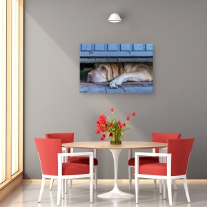 Tablou canvas - Observator Stradal, Animale, Belgia, Caine, Animal, 80 x 120 cm - Img 4