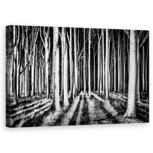 Tablou canvas - Padurea Fantoma, Peisaj, Copac, Trunchiuri, Umbra, Padure, 50 x 80 cm