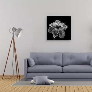 Tablou canvas - Papagalul Tulip, Floare, Lalea, Monocrom, Intuneric, Alb-Negru, 60 x 60 cm - Img 2