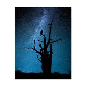 Tablou Canvas - Peisaj, Natura, Noapte, Stele, Lumini, Cer luminos, Arbore, 80 x 100 cm