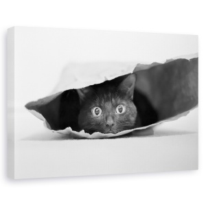 Tablou canvas - Pisica din Punga, Sac, Pet, Animal, Dragut, 60 x 90 cm