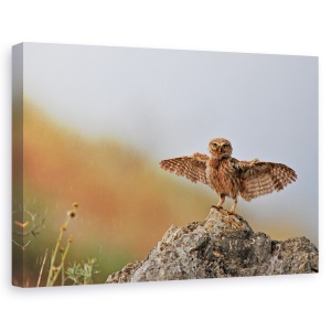 Tablou canvas - Pot Sa Zbor, Julis, Dragut, Bufnita, Pasare, 40 x 60 cm
