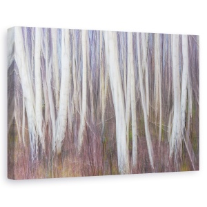 Tablou canvas - Povesti Adevarate, Flandra, Belgia, Padure, Mesteacan, Copaci, 40 x 60 cm
