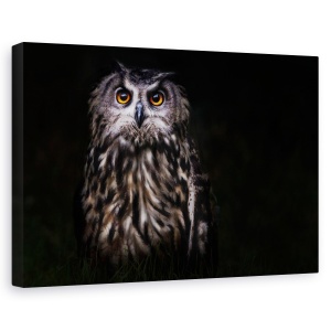 Tablou canvas - Printul Noptii, Pasare, Bufnita, Noapte, Ochi, Animal, 40 x 60 cm