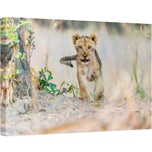 Tablou canvas - Pui de Leu, Cub, Fauna, Salbatic, Natura, Animal, 40 x 60 cm