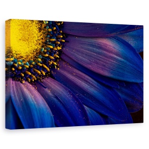 Tablou canvas - Raze albastre, Flori, Islanda, Violet, Petala, 80 x 120 cm