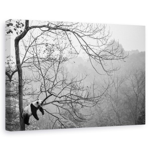 Tablou canvas - Relax, Panda, China, Panorama, Alb-Negru, Obosit, 40 x 60 cm