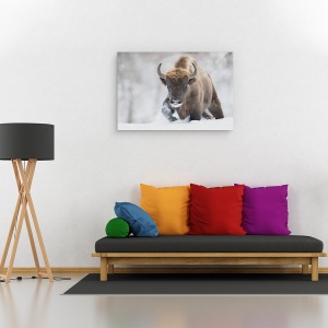 Tablou canvas - Rewilded, Bizon, Iarna, Salbatic, Natura, 80 x 120 cm - Img 2