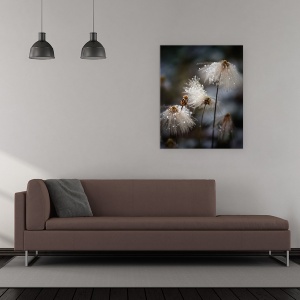 Tablou canvas - Rochia Cea Noua, Canada, Bumbac, Flori De Bumbac, Floare, 60 x 75 cm - Img 2