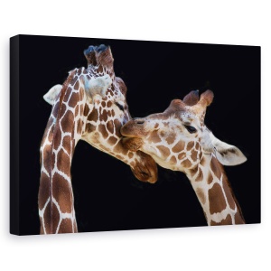 Tablou canvas - Sarutul, Animal, Girafa, Sarut, imbratisare, 40 x 60 cm