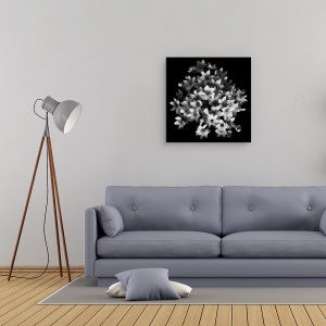 Tablou canvas - Senzatie Timpurie, Clematis, Inflorire, Belgia, Bruges, Flori, 90 x 90 cm - Img 2