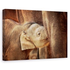 Tablou canvas - Sigur Si Bine Ingrijit, Elefant, Animal, Dragut, 80 x 120 cm