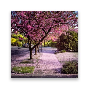 Tablou Canvas - Strada, Flori de CIrese, Copaci, 60 x 60 cm