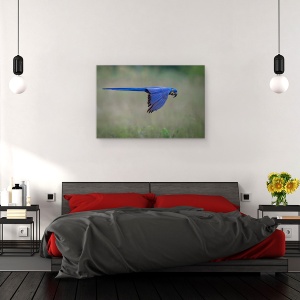 Tablou canvas - Suspendat, Salbatic, Papagal, Pasare, Animale, 60 x 90 cm - Img 3