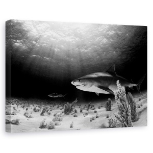 Tablou canvas - Tigrul Negru, Sub Apa, Rechin, Alb-Negru, Lumina, 40 x 60 cm